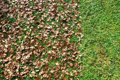 Lawn Leaf Removal
