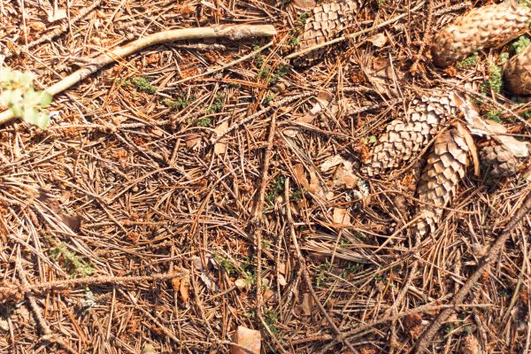 Cost of Pine Needles Removal in Bellevue