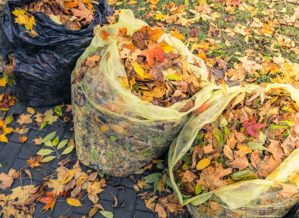 Yard Cleanup Service in Bellevue