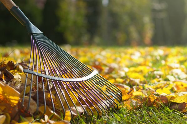Leaf Raking Service in Bellevue