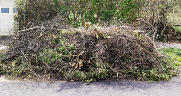 Tree Limb Cleanup in Bellevue