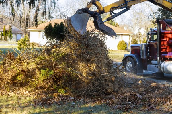 Storm Debris Removal in Bellevue