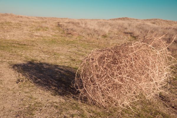 Tumbleweed Removal in Bellevue
