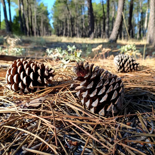 Pine Cone Removal in Bellevue