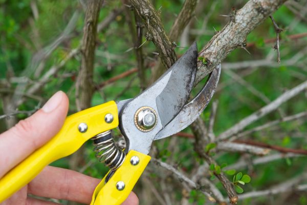 Limbs Removal in Bellevue