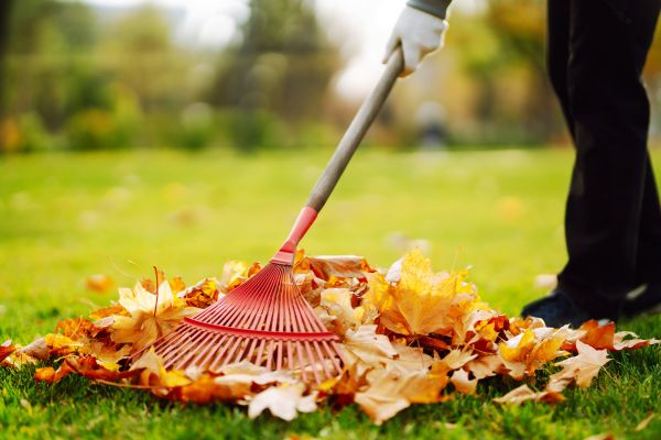 Ditch Leaf Removal in Bellevue