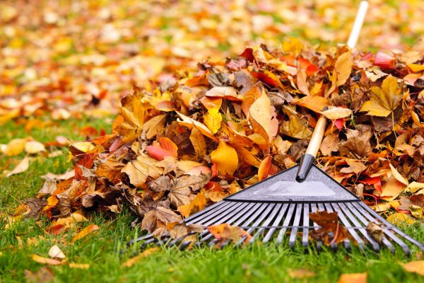 Yard Leaf Removal in Bellevue