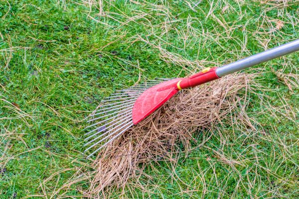 Yard Raking in Bellevue