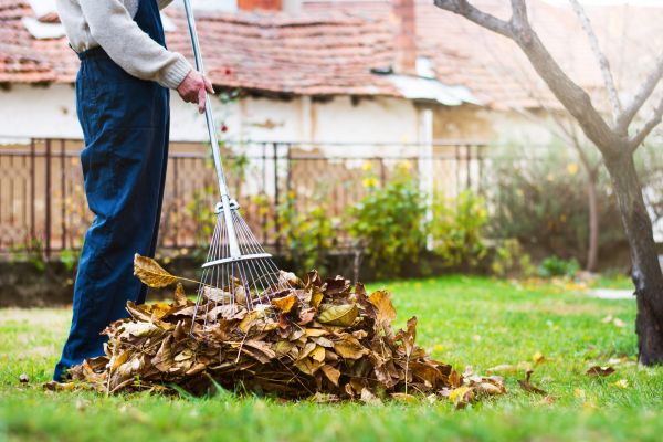 Spring Lawn Cleanup in Bellevue