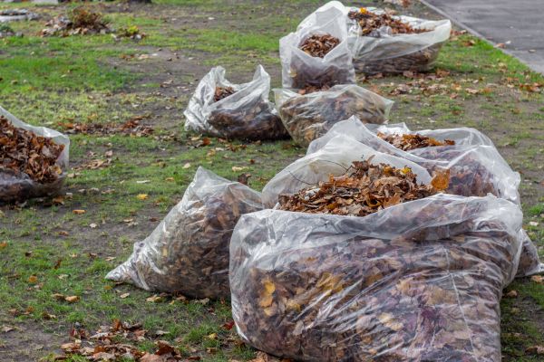 Cost of Leaf Pile Disposal in Bellevue