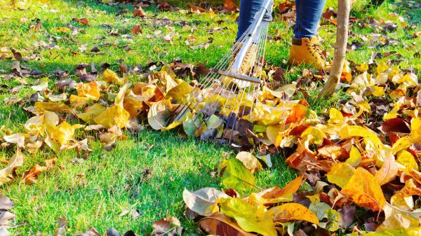 Lawn Cleanup Service in Bellevue