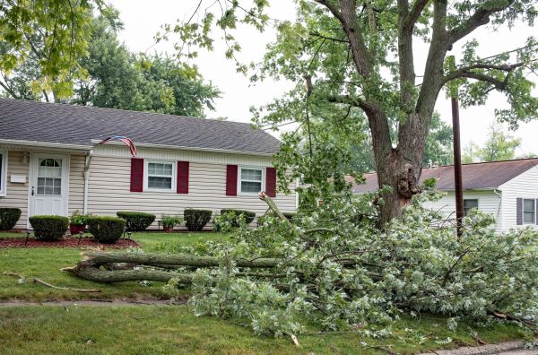 Fallen Branch Removal in Bellevue